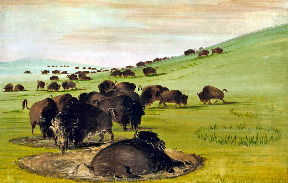 Buffalo Bulls in a Wallow, George Catlin, 1837. Source: The Smithsonian American Art Museum