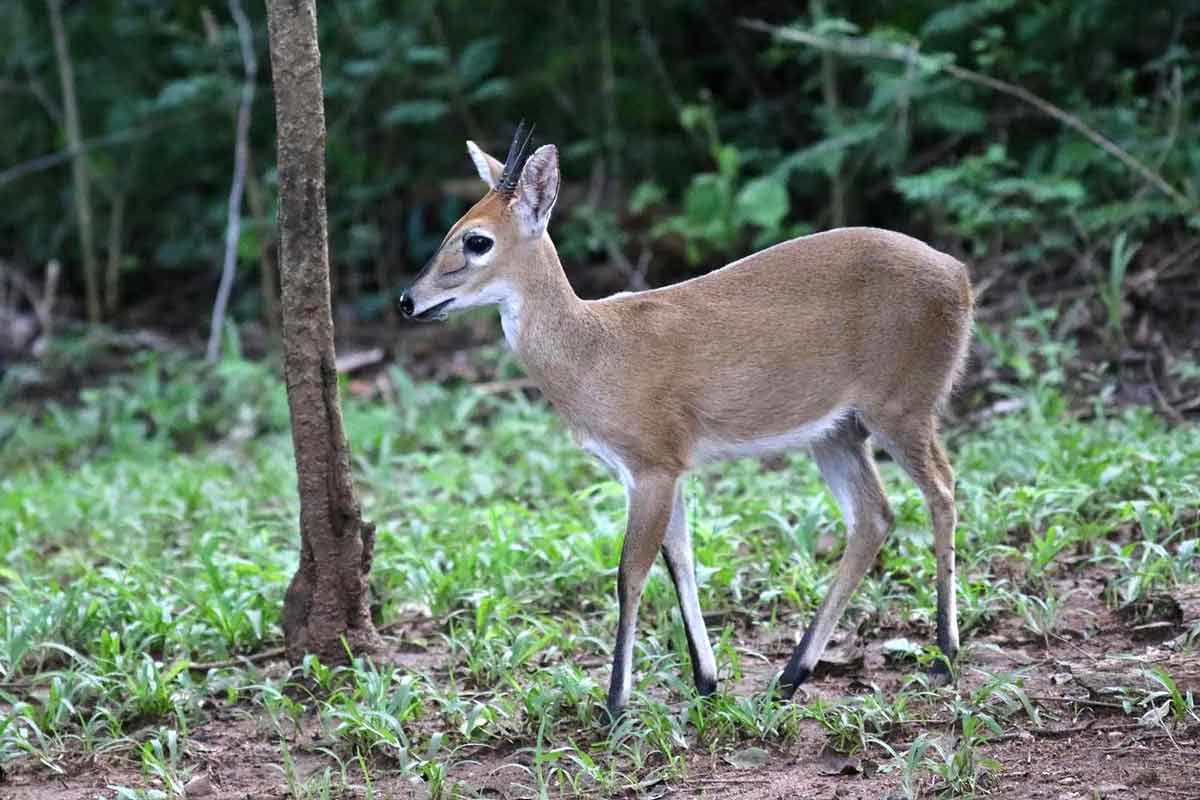 gray duiker buck
