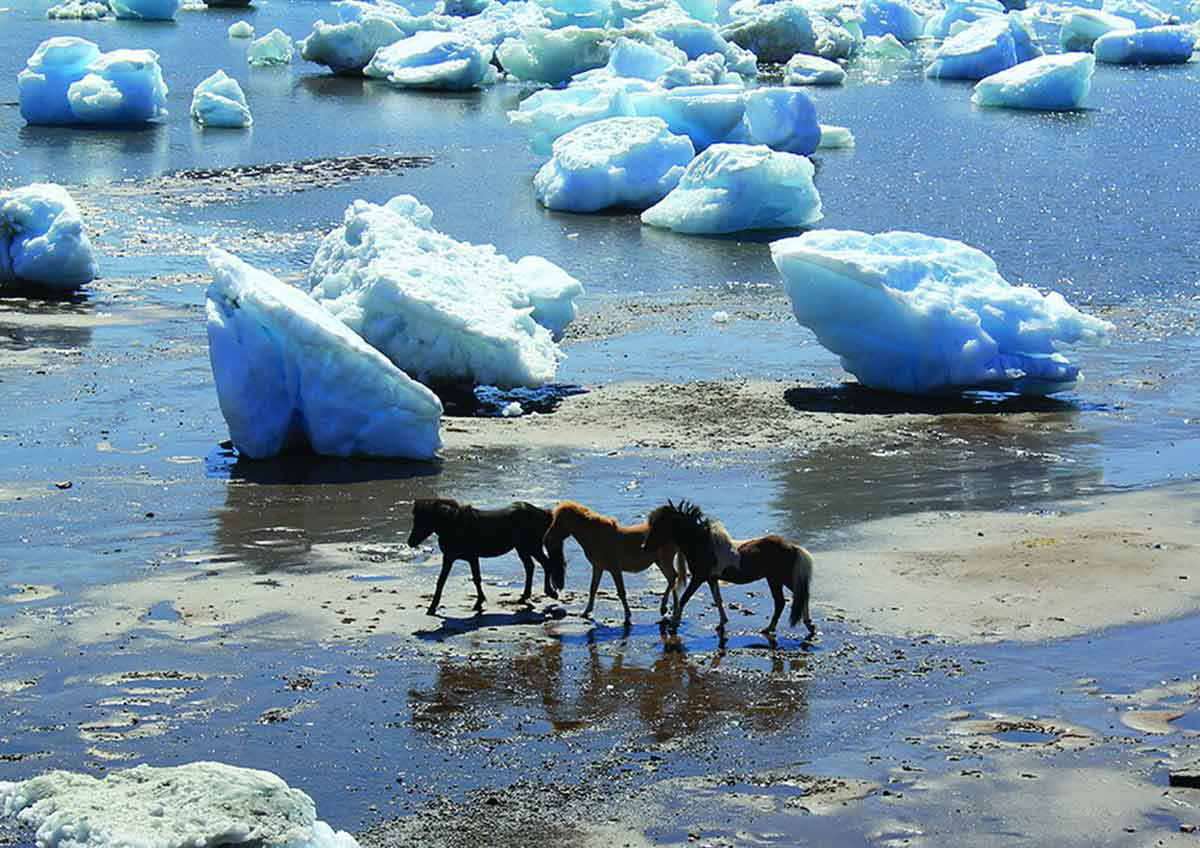 horses ice greenland