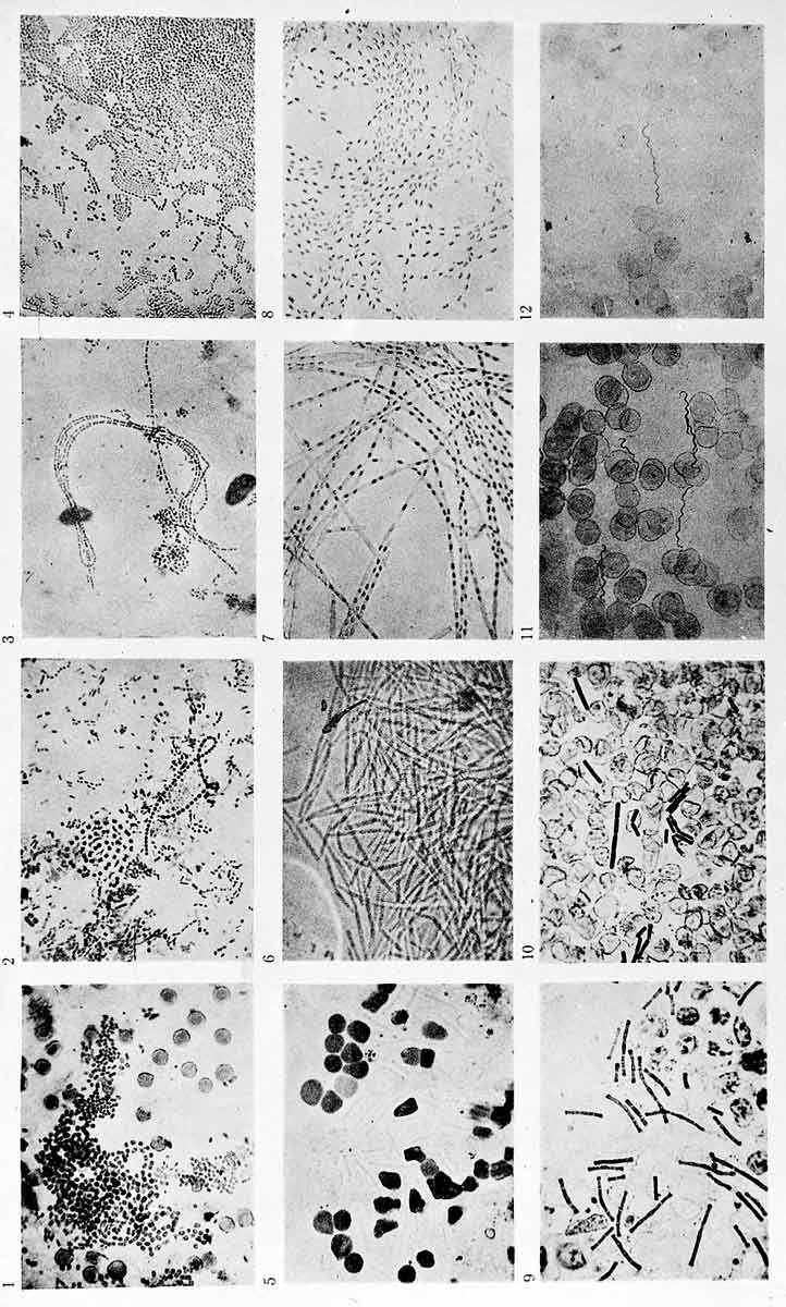 koch slides bacteria