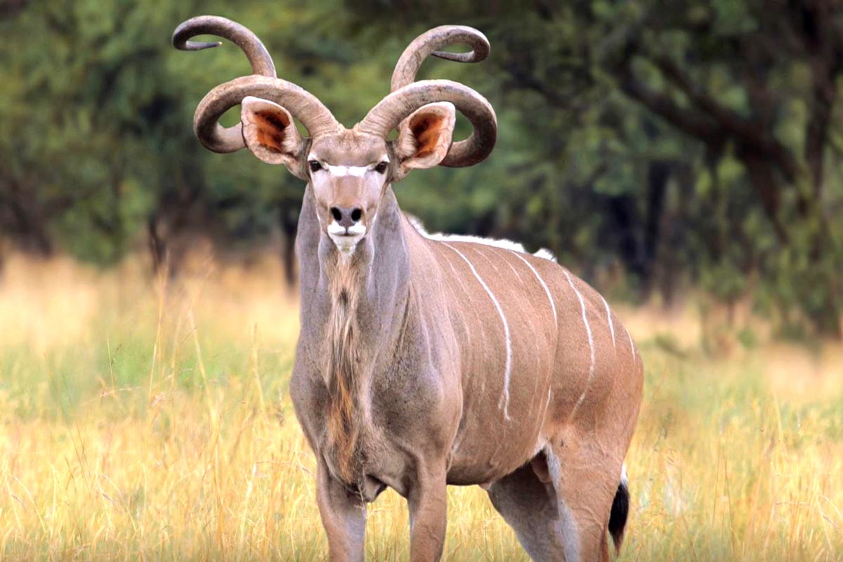 kudu bull large