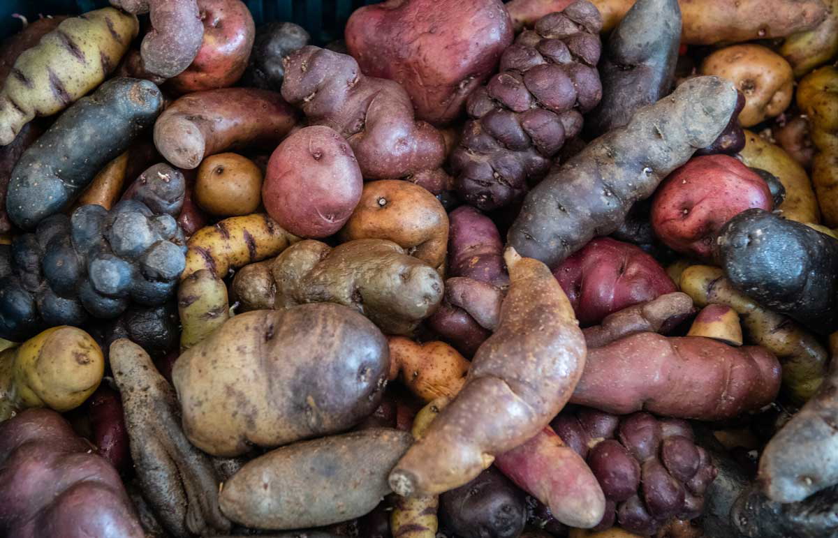potato cultivars photos