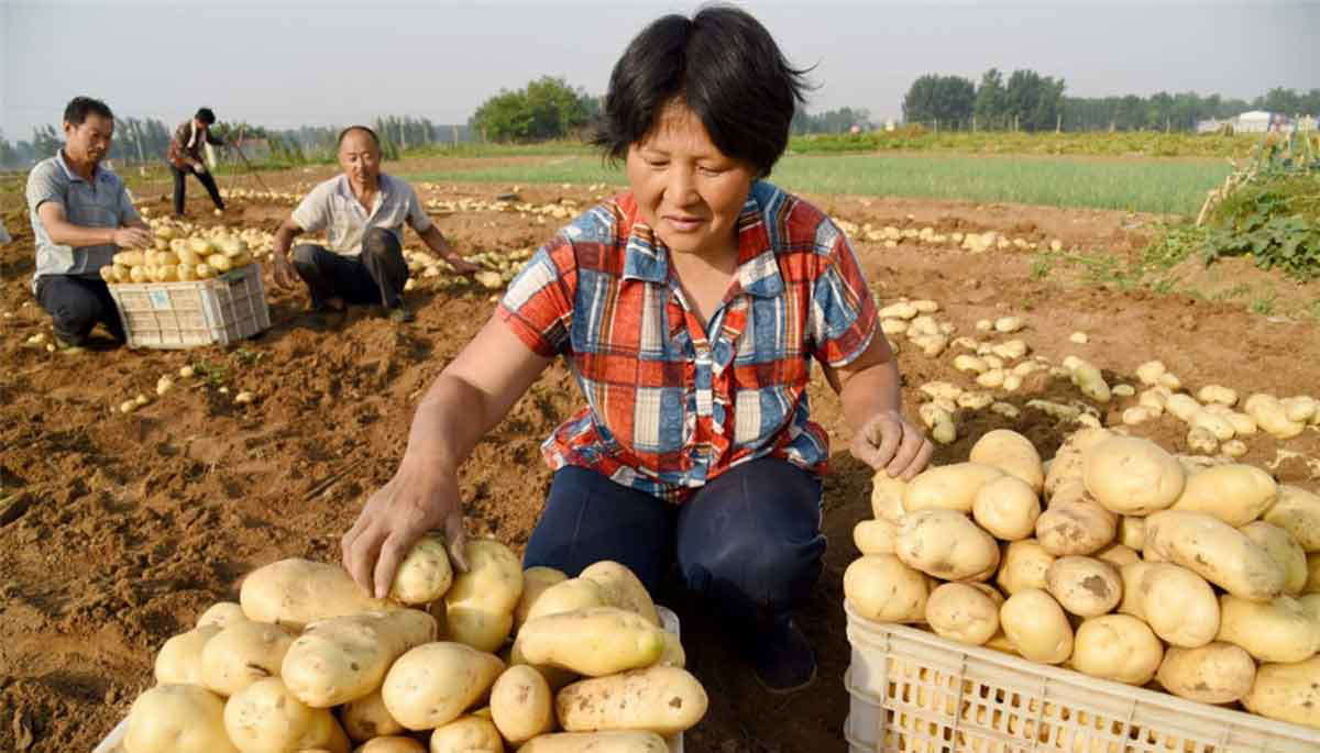 potato harvest china