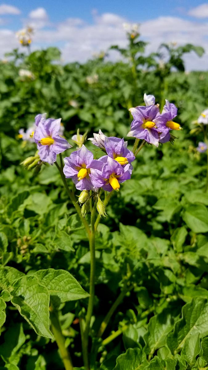 potato plant flowers