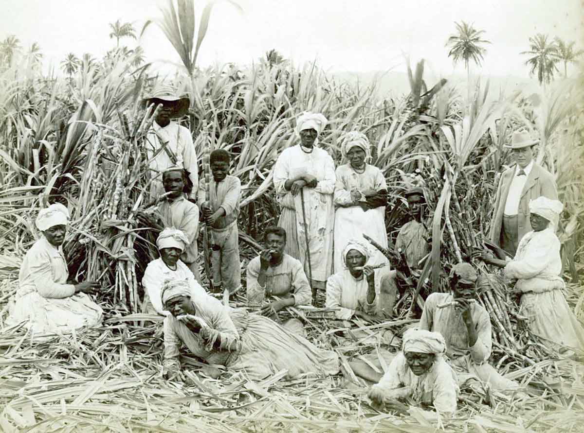 sugar cane jamaica