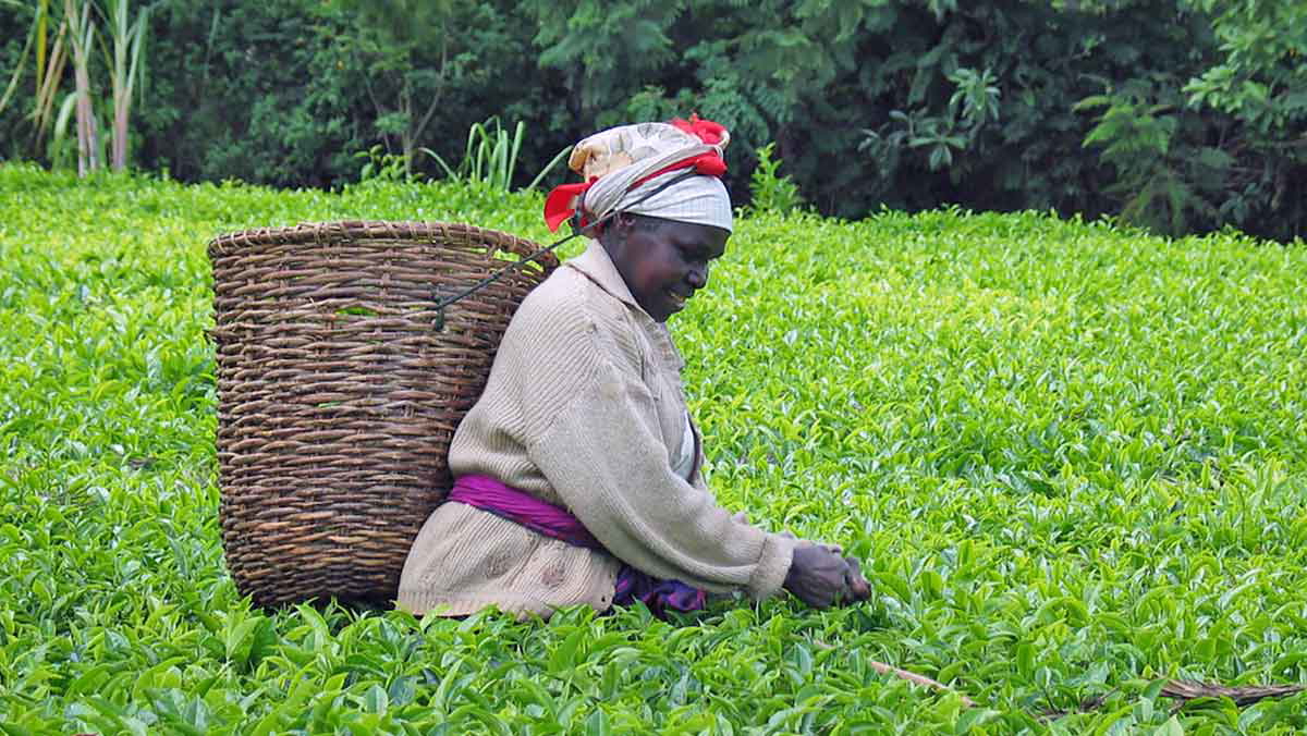 tea picker kenya