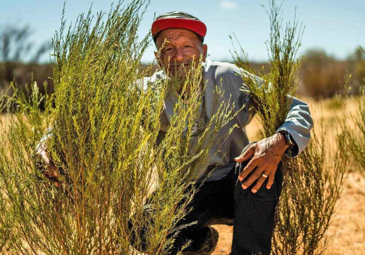 wild rooibos plant