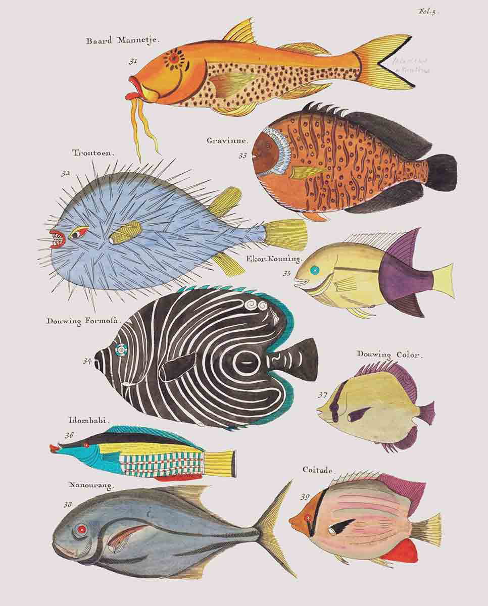 “Angry Puffer Fish and Others” by Louis Renard. Source: Forbes