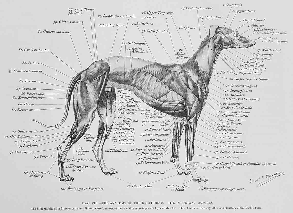 The anatomy of a dog, a 19th-century study. Source: Ernest Thompson Seton