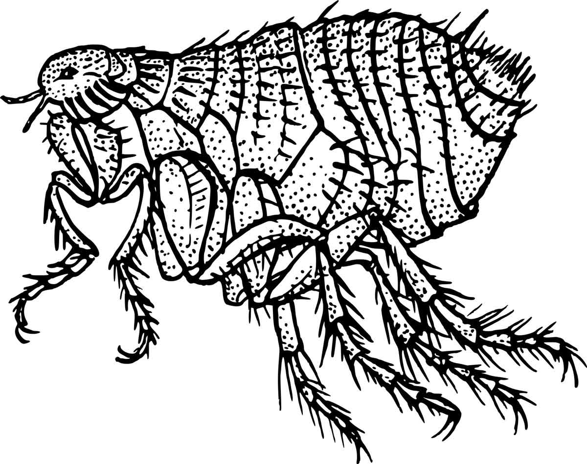 diseases changed history flea
