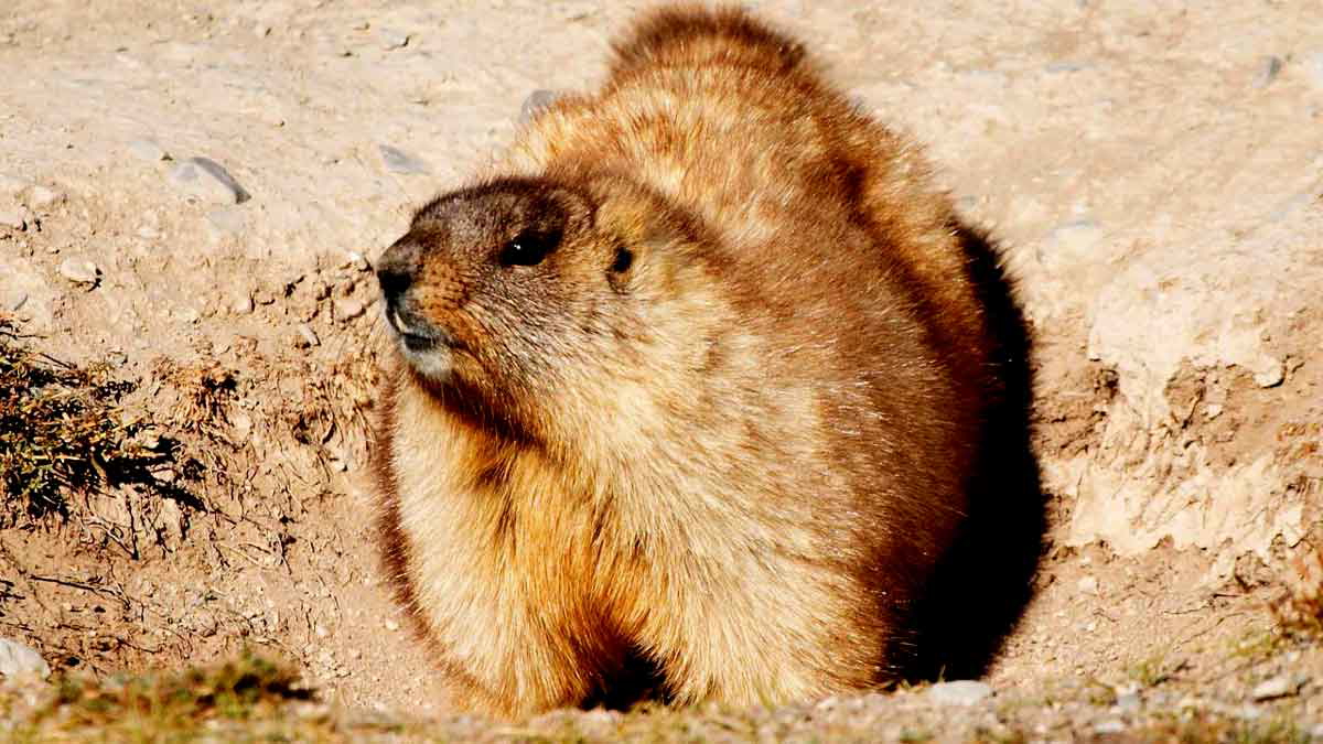 diseases changed history marmot