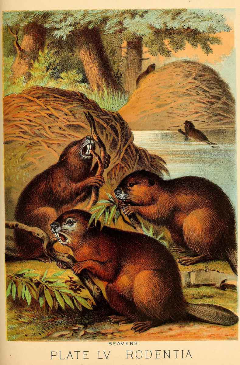 great beaver wars