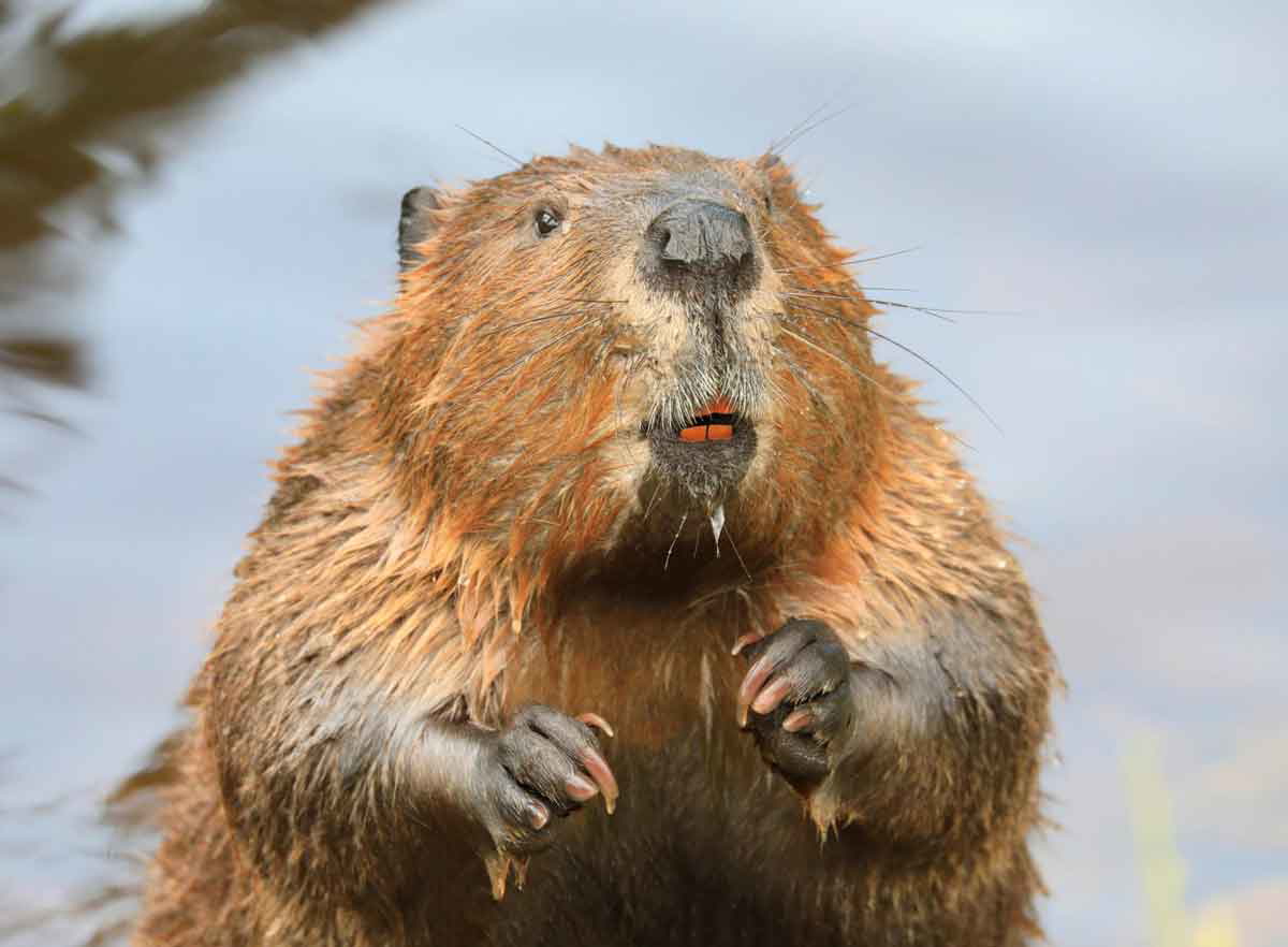 great beaver wars beaver water