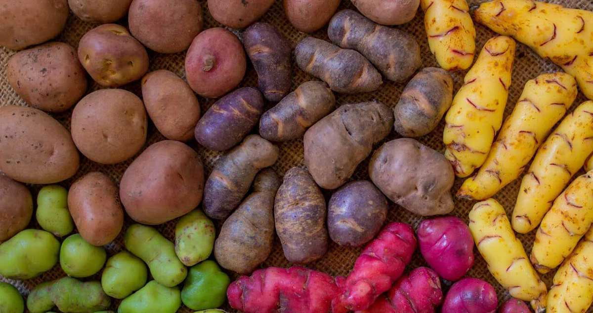 many potato varieties