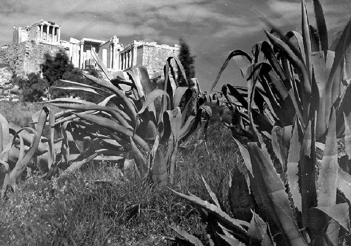 nelly acropolis photo