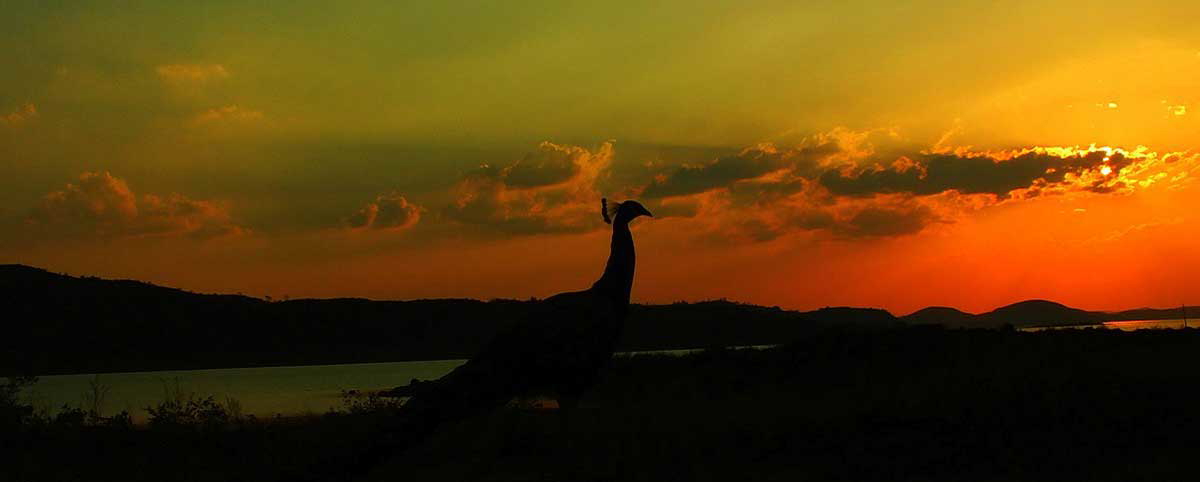 peacock photo twilight
