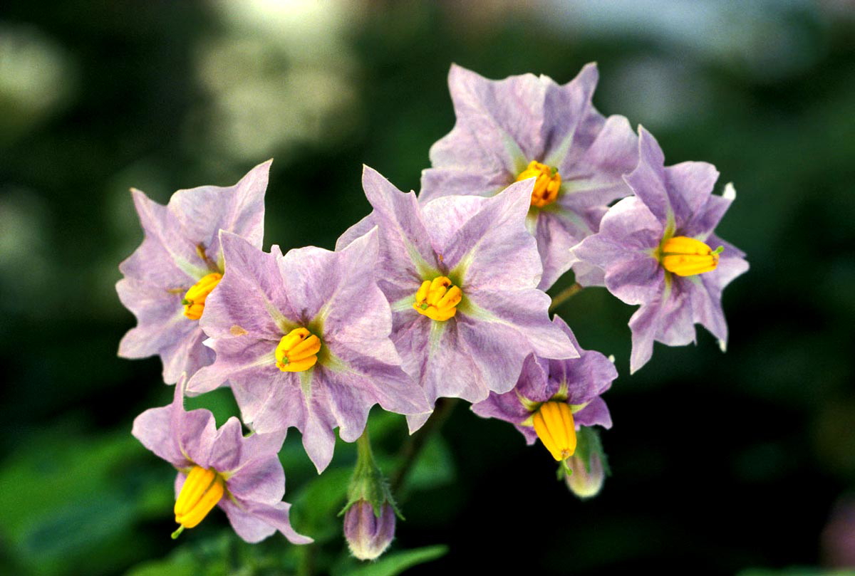 potato flowers photo