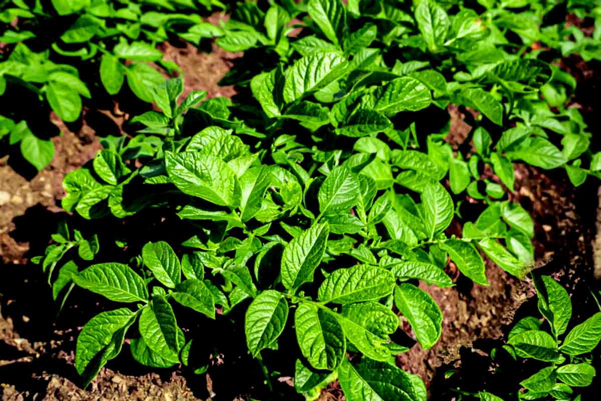 potato plants leaves