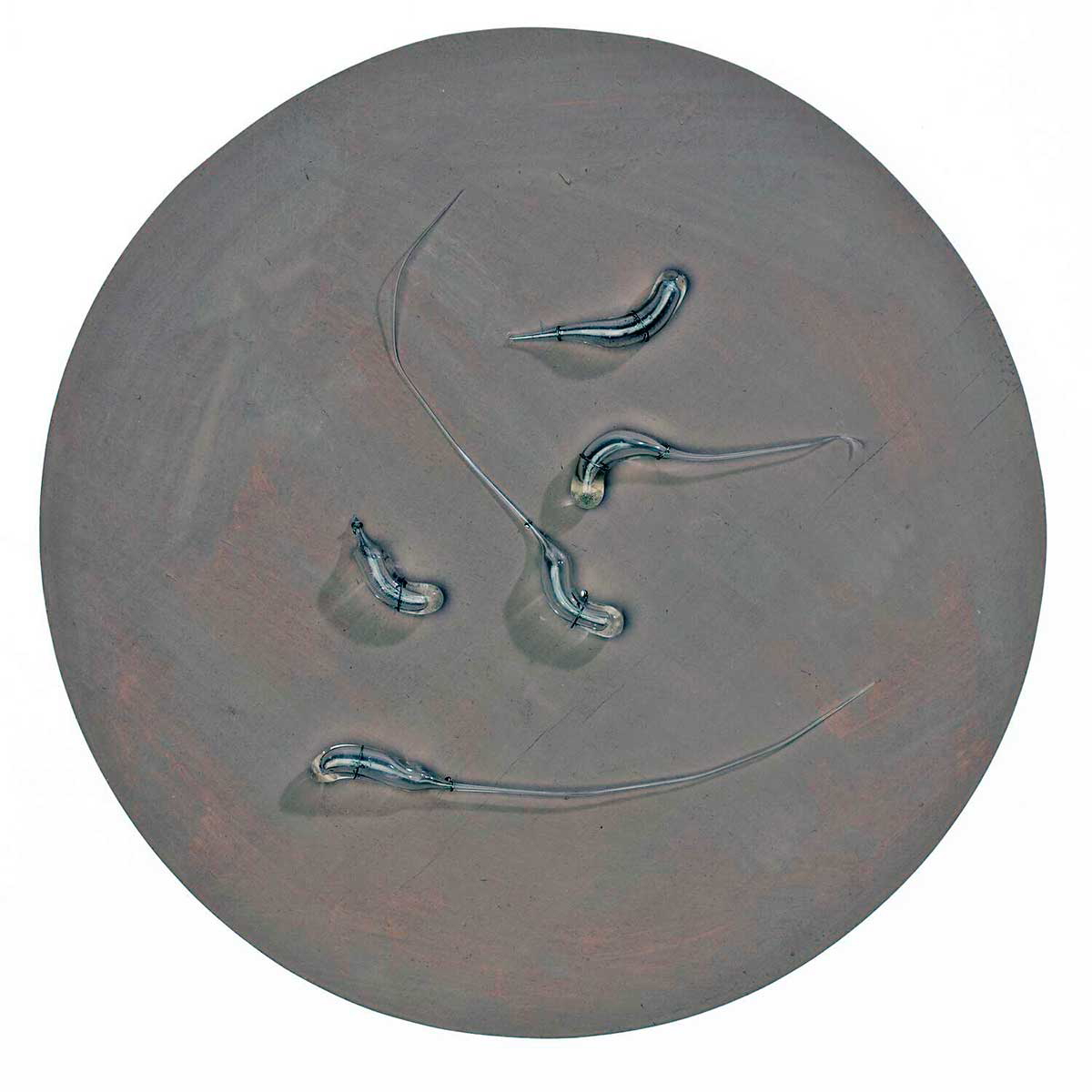 cholera model Vibrio Cholerae Spirillaceae bacteria