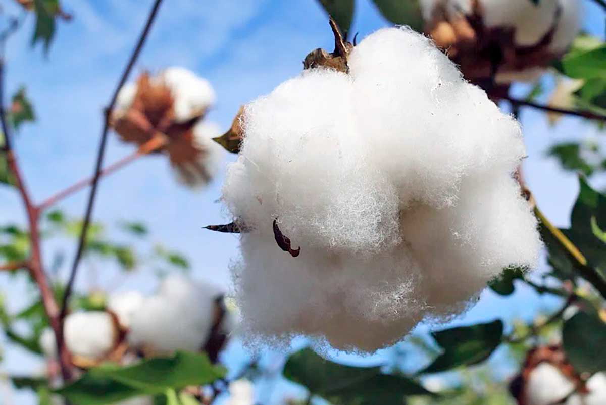 cotton boll plant