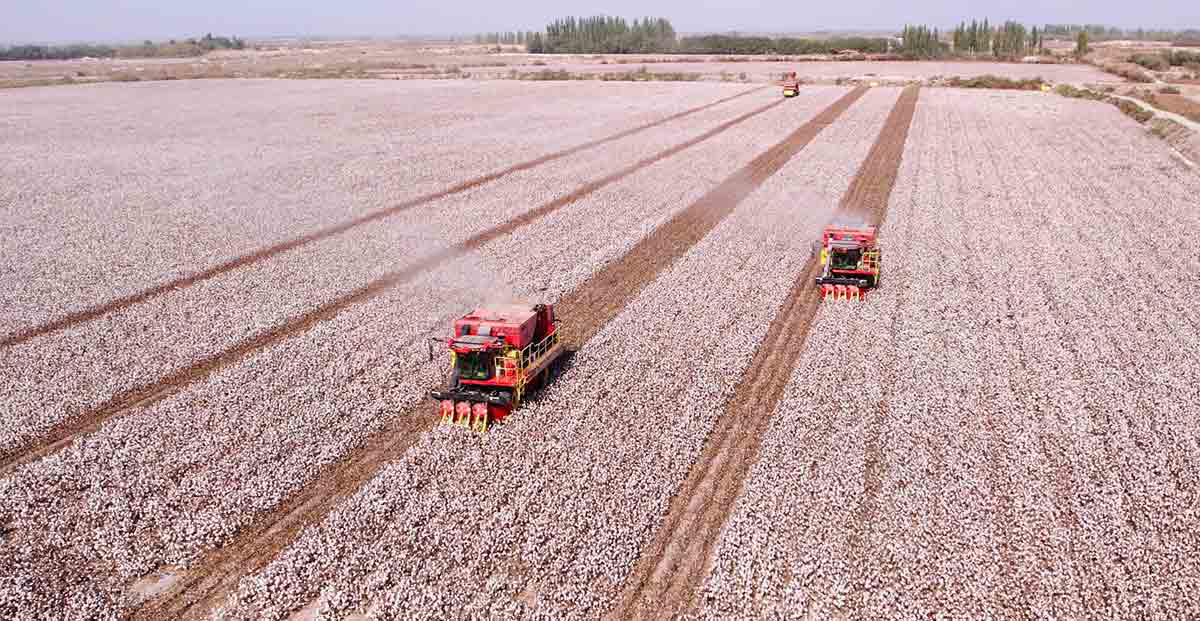 cotton harvesting china