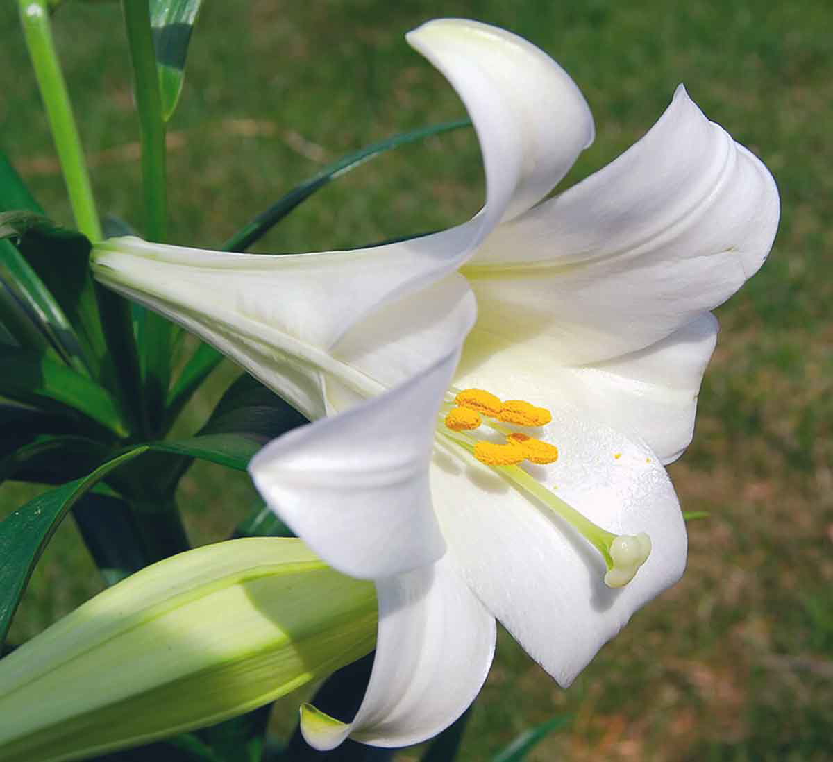 easter lilly