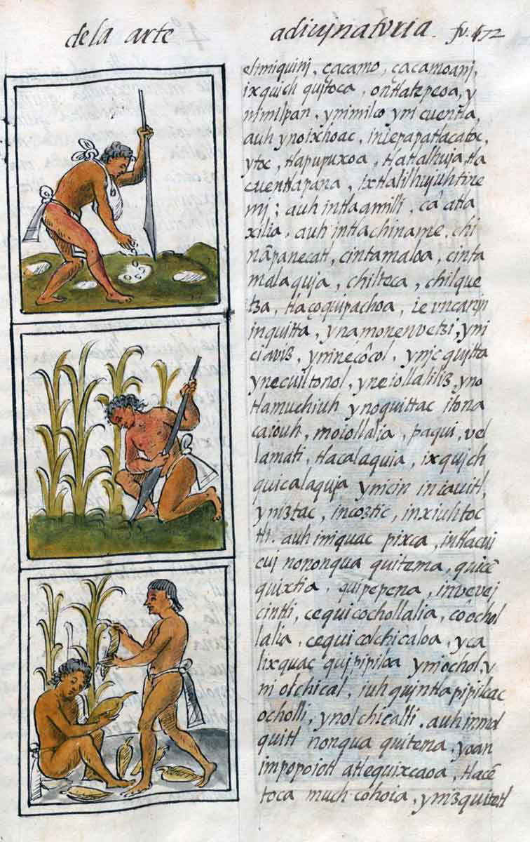 Illustrations of Indigenous people growing corn, The Florentine Codex, 1577. Source: Library of Congress