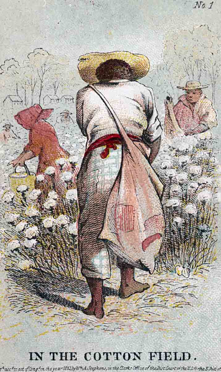 henry louis stevens in the cotton field