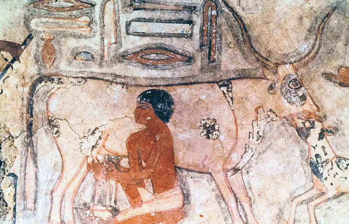 methethi saqqara ancient egypt cow milking painting