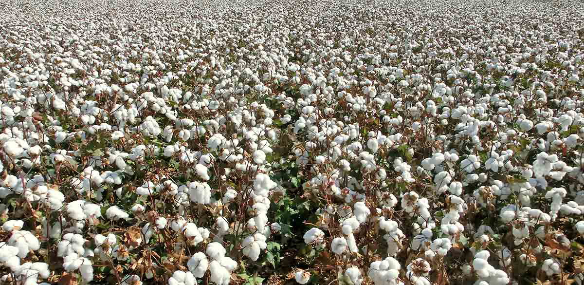 rawpixel image cotton field