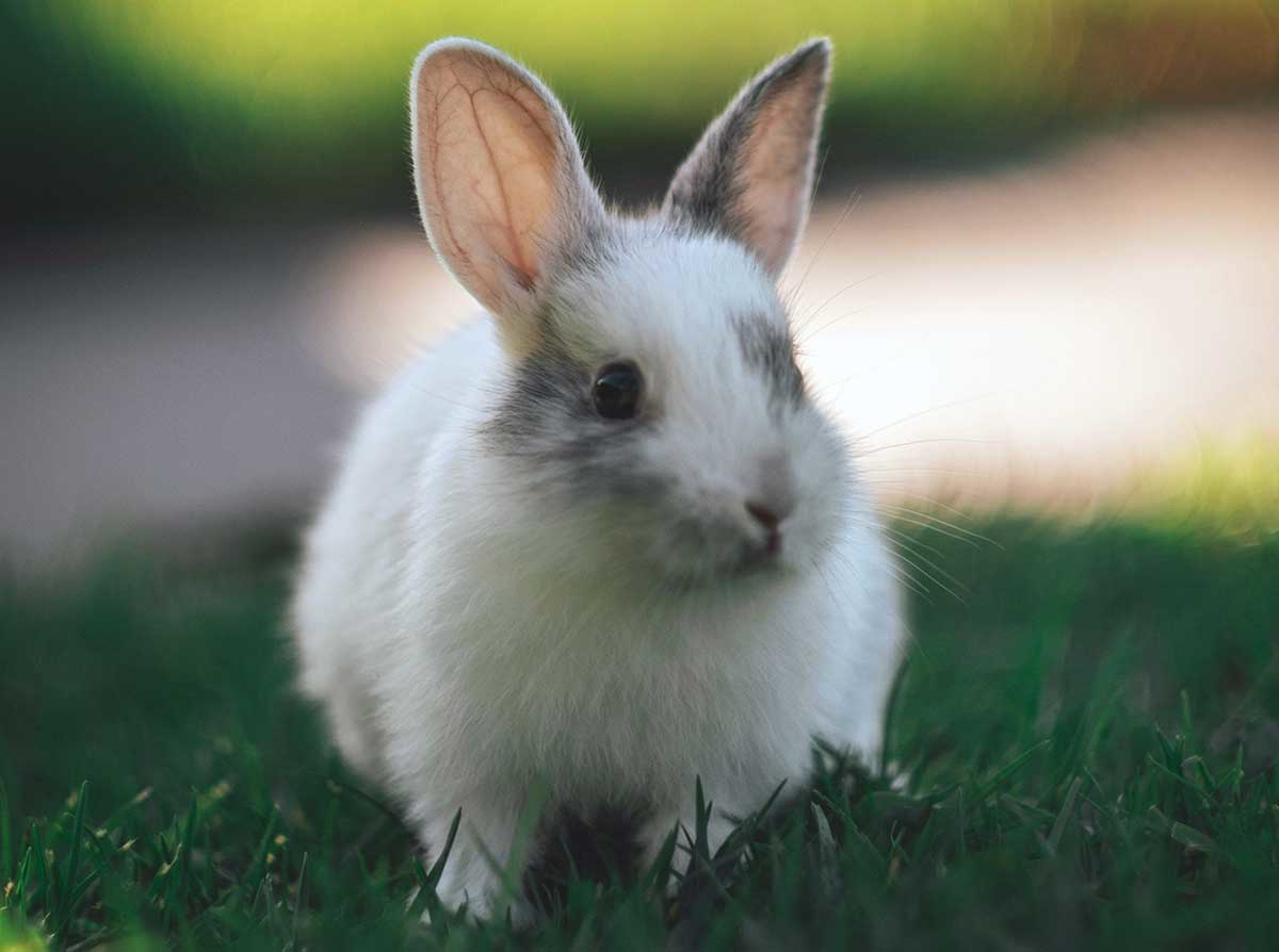 tiny bunny