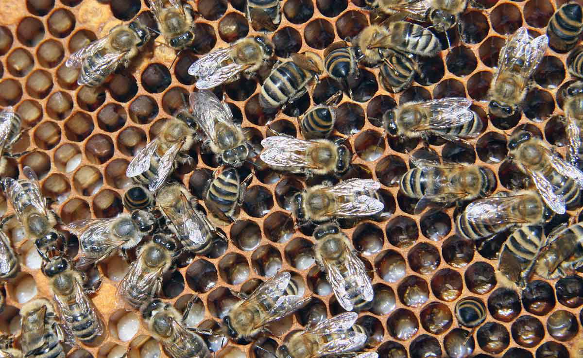 bees-on-honeycomb