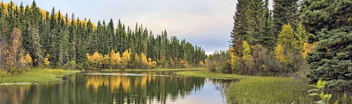 boreal-forest-strange-laws