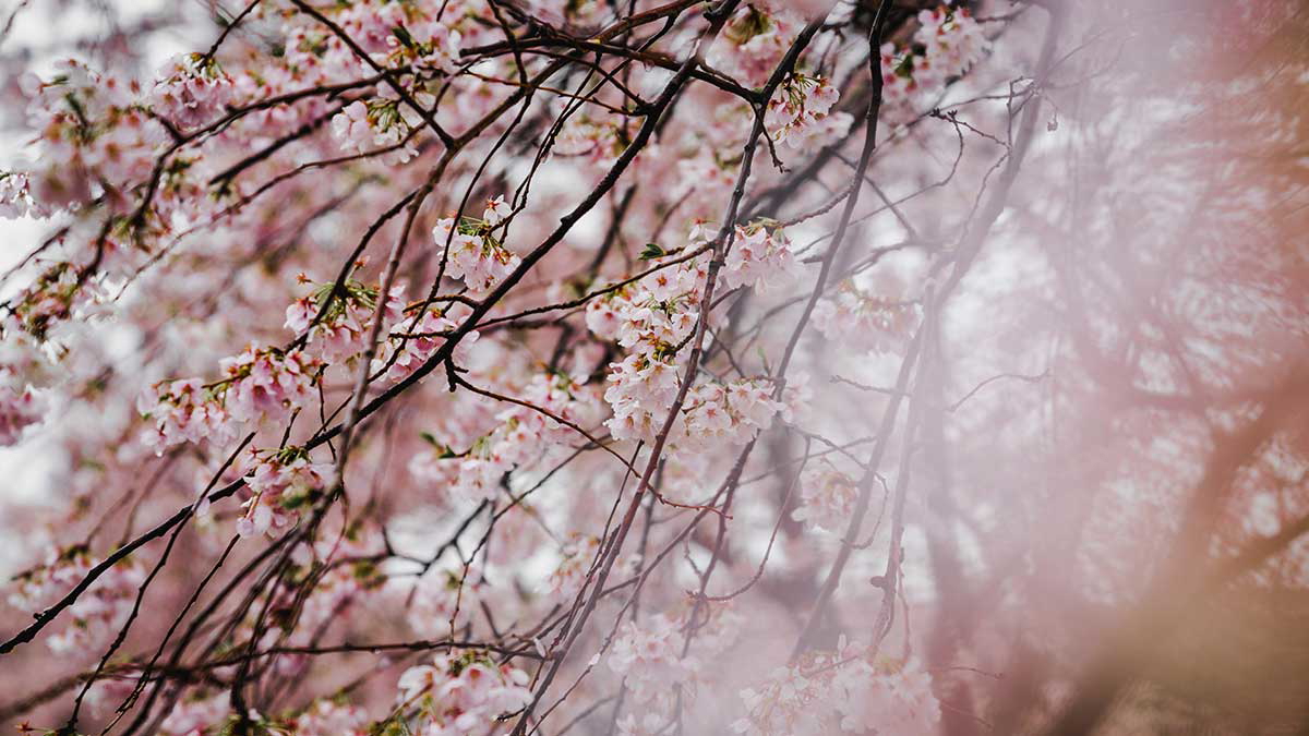 cherry tree pink japan spring light garden