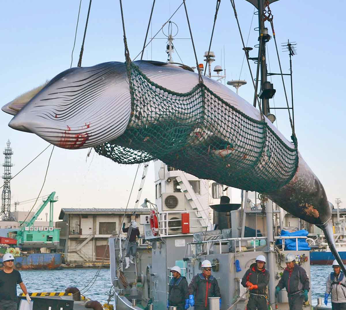 japanese-unloading-whale