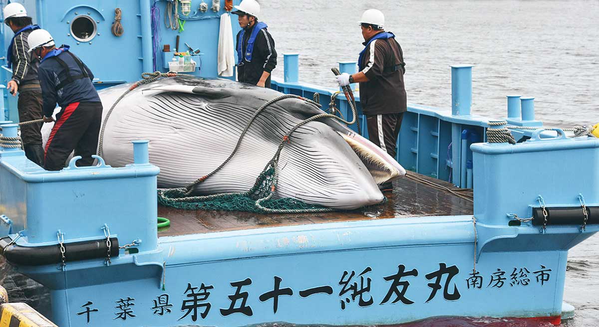 photograph japanese whaling