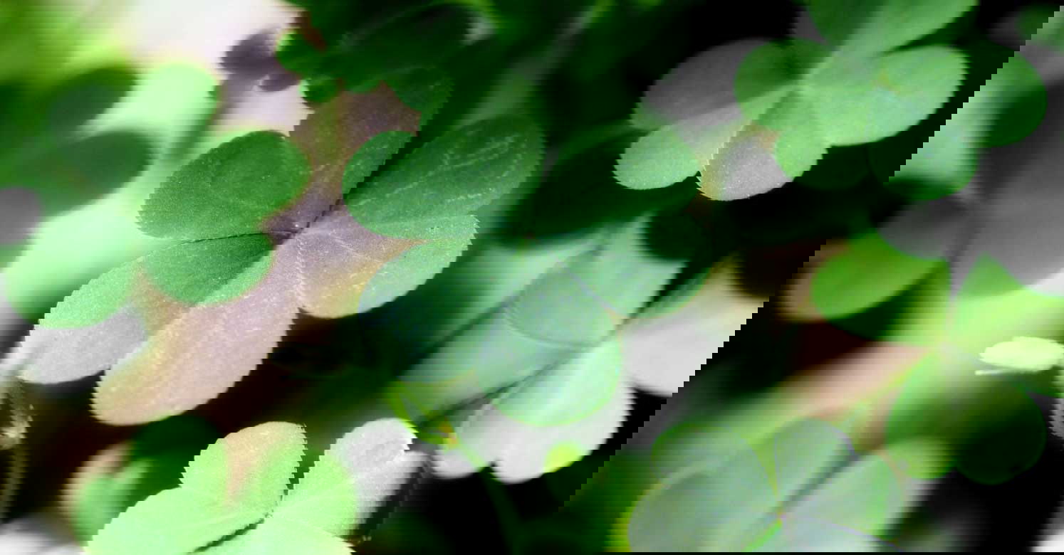 shamrock real closeup