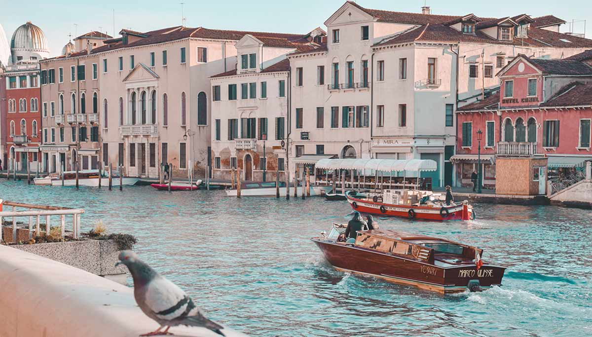 venice pigeons strange laws