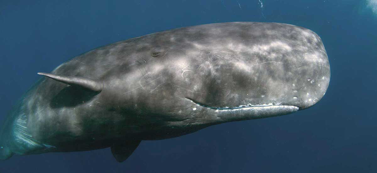 whaling stories sperm whale