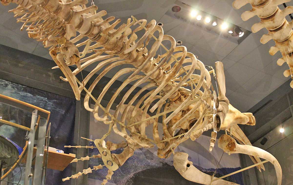 whaling stories whale skeleton