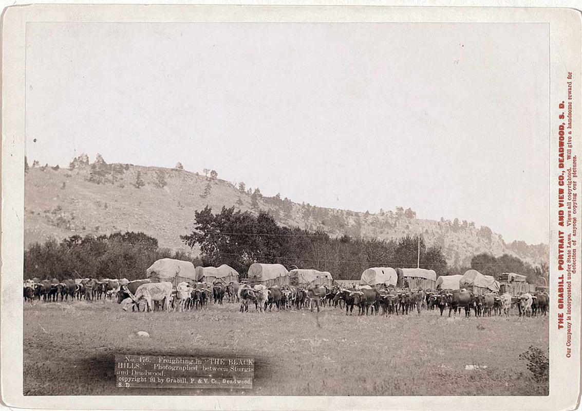 White settlers freighting goods through the Black Hills between Sturgis and Deadwood, 1891, Source: Wikimedia Commons