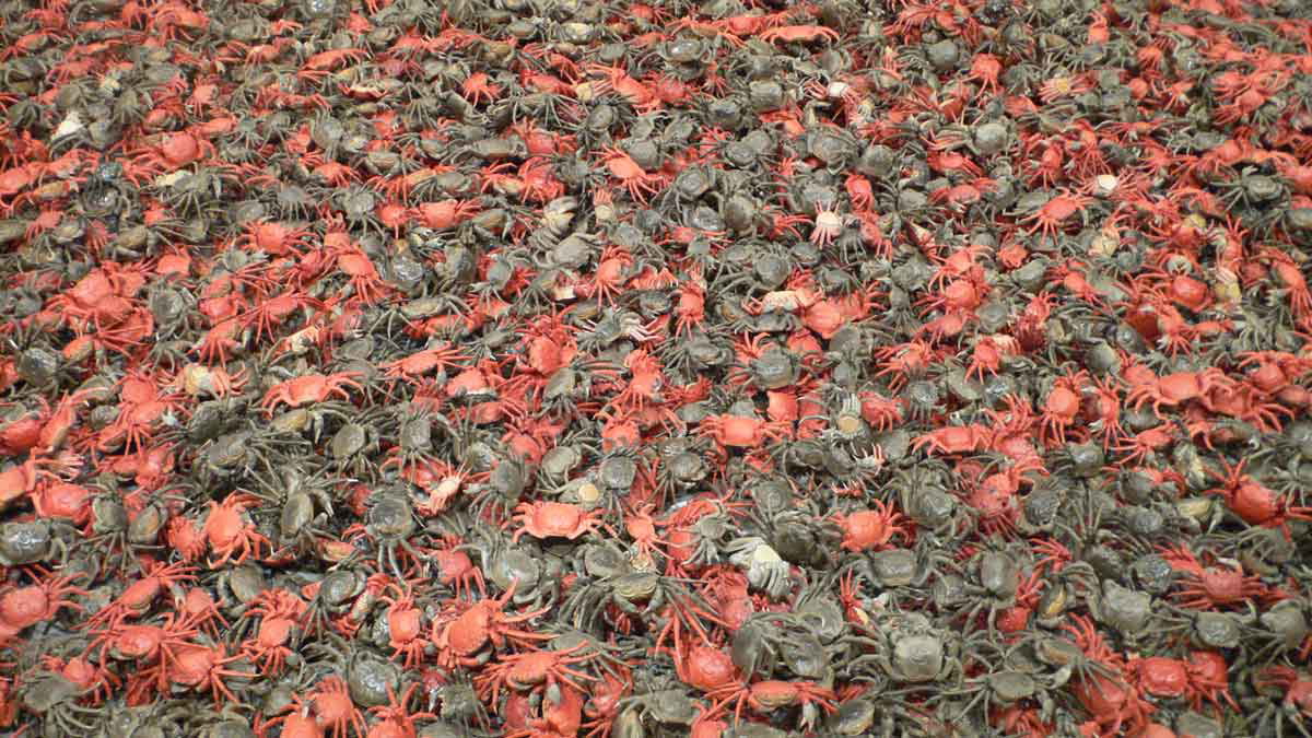 ai weiwei crabs installation