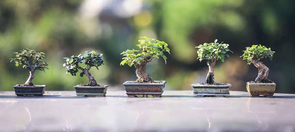bonsai trees in zen garden
