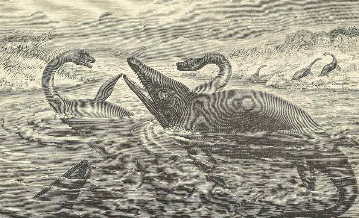 sea monsters llesiosaurus and ichthyosaurus geoffrey martin