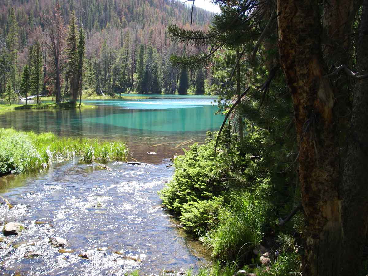 Bridger National Forest
