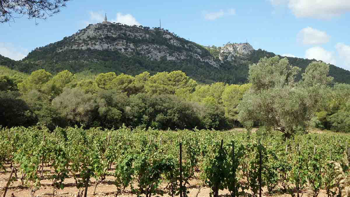 Puig de Sant Salvador und Puig des Milá, Xxlstier 