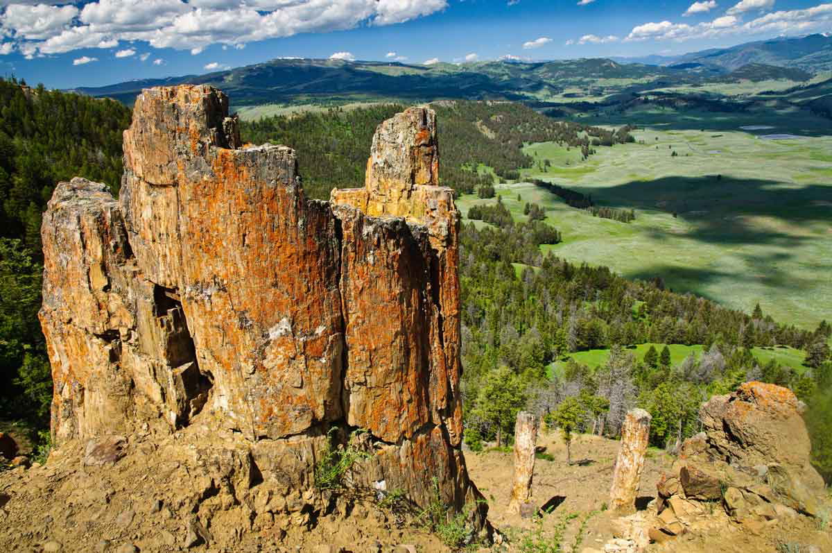 Yellowstone Petrified Forest
