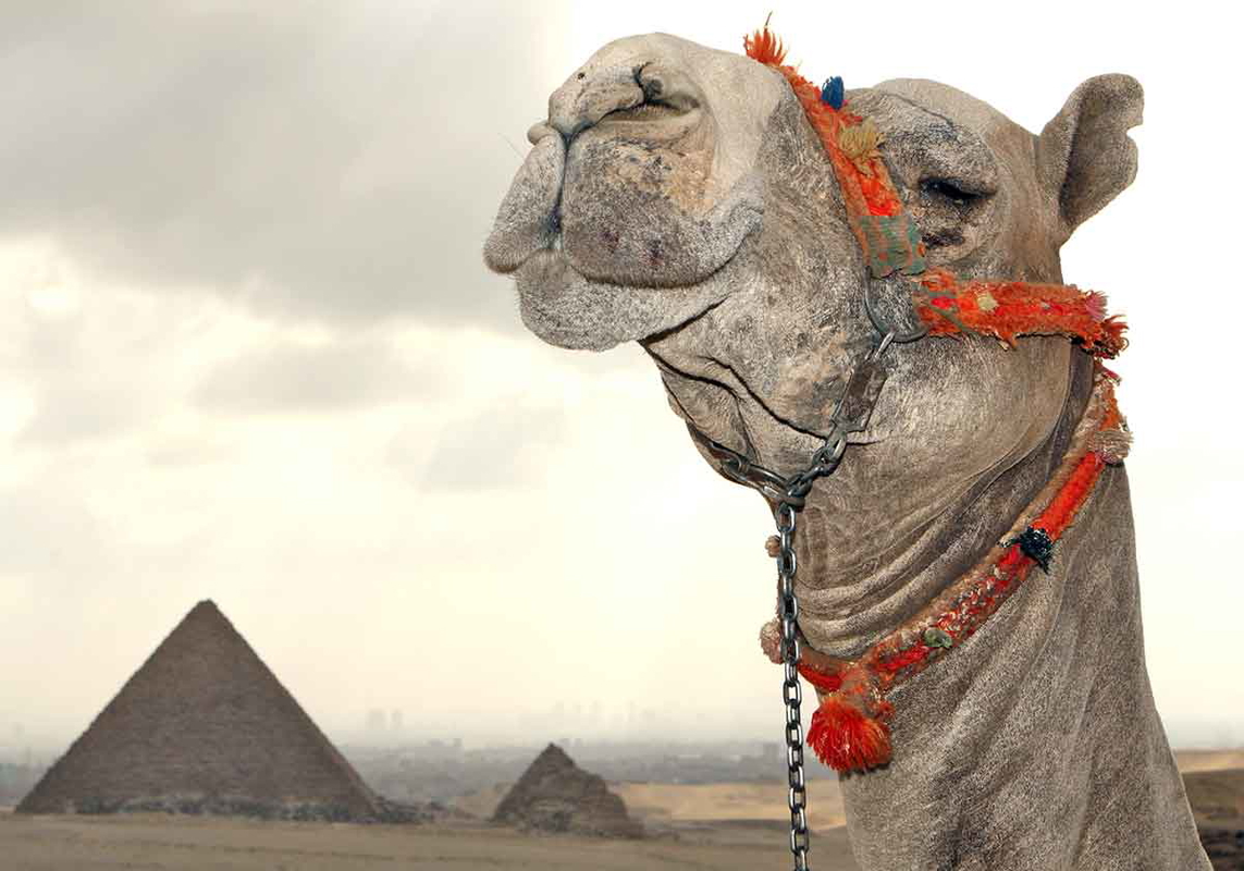 A camel near the Pyramids. Image: David Dennis / Wikimedia Commons