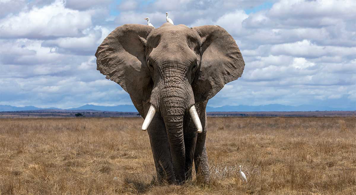 elephant savanna birds animal sky grass.