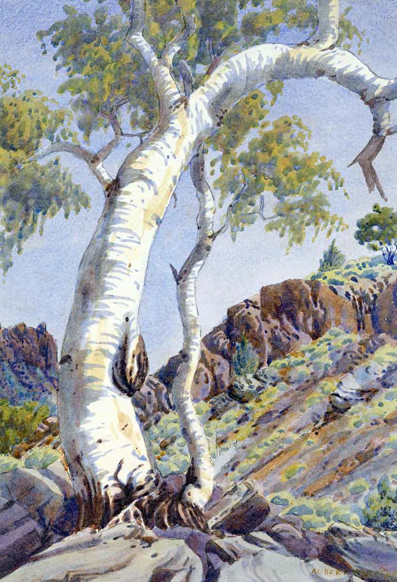 ghost gum painting